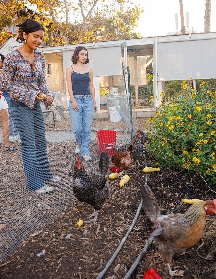 two students feed chickens in the student garden